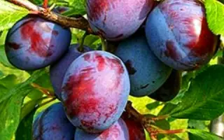 КАБАРДИНСКАЯ РАННЯЯ