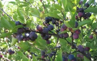 ПРИБРЕЖНАЯ