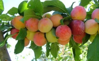 ЖЕМЧУЖИНА ЮГА