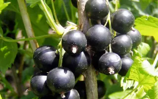 НАСЛЕДНИЦА