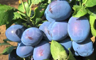 ЧАЧАКСКАЯ НАЙКРАЩА