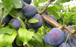 ВЕНГЕРКА НОВАЯ