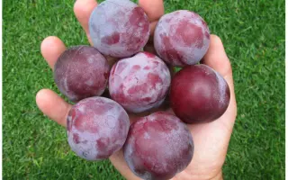 БОЛЬШОЙ ПРИЗ