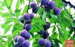 КУБАНСКАЯ ЮБИЛЕЙНАЯ