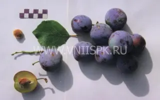 ГОЛУБАЯ МЕЧТА