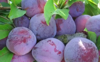 ОСЕННИЙ СУВЕНИР