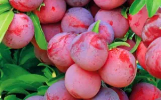 УРАЛЬСКИЕ ЗОРИ