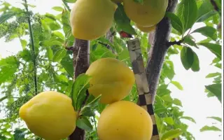 ХАБАРОВСКАЯ ЯНТАРНАЯ