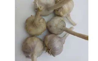 ДУНГАНСКИЙ МЕСТНЫЙ