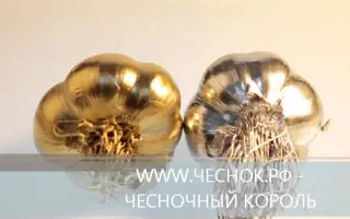 ЧЕСНОЧНЫЙ БАРОН