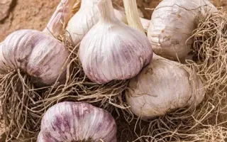 БОГОЛЕПОВСКИЙ