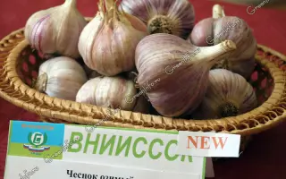 ПАМЯТИ АЛЕКСЕЕВОЙ