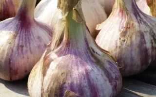 ОДИНЦОВСКИЙ ЮБИЛЕЙНЫЙ