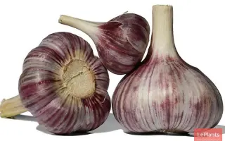 БРОДОКОЛМАКСКИЙ