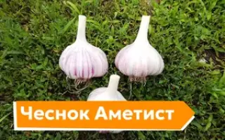 АМЕТИСТ