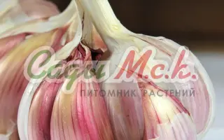 ПОДМОСКОВНЫЙ