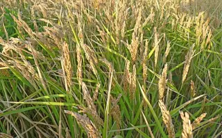 ВОЛГОГРАДСКИЙ