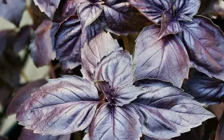 УЛЬТРАФИОЛЕТ