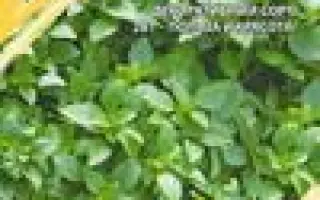 МАЛЕНЬКИЙ ГРЕК