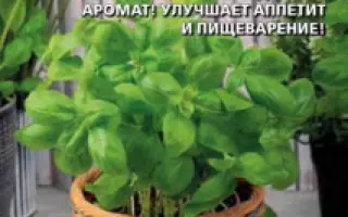 МАЛЕНЬКИЙ ПРОКАЗНИК