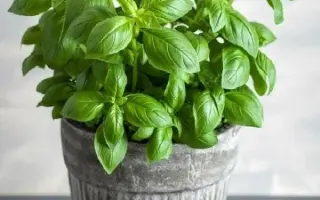 БАЛКОННОЕ ЧУДО