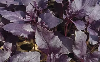 АЖУР ПУРПУРНЫЙ