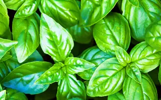 АЖУР ЗЕЛЕНЫЙ