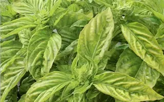 ПЕСТО АЛЬ ИТАЛИЯ