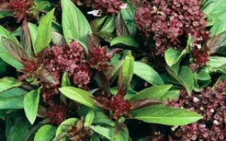 ДИВО ДИВНОЕ