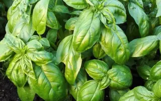 СИБИРСКИЙ КАРЛИК