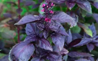 ЦЫГАНСКИЙ БАРОН