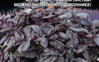 БАРХАТНАЯ НОЧЬ