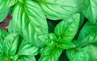 ЦИТРУСОВЫЙ ФРЕШ