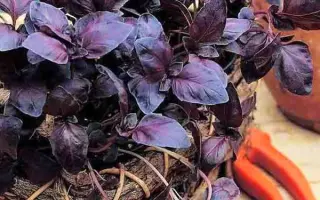 СТАРЫЙ ЕРЕВАН