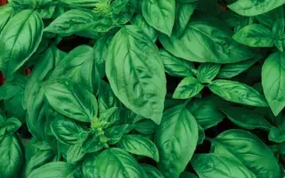 ИТАЛЬЯНСКИЙ ЭКСПРЕСС