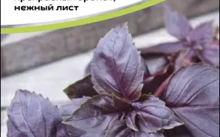 КРИМСОН КИНГ