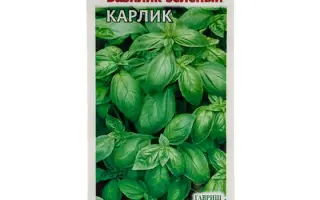 КАРЛИК ЗЕЛЕНЫЙ