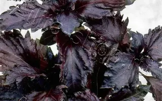 КУЧЕРЯВЫЙ ПРИНЦ