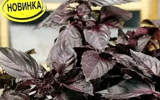 БАКИНСКИЙ ДВОРИК