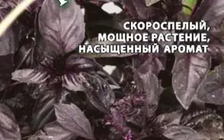 ЕРЕВАНСКИЙ РУБИН