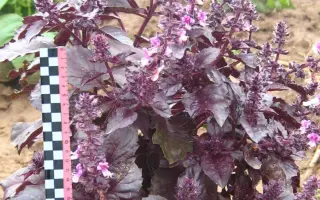 ЕРЕВАНСКИЙ САПФИР