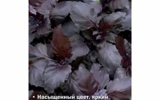 ПУРПУРНЫЕ ЗВЕЗДЫ