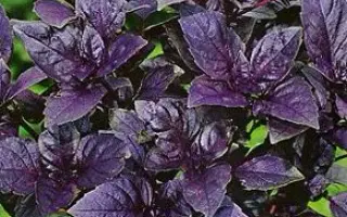 ЧЕРНЫЙ ПРИНЦ