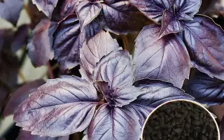 КРЫМСКИЙ ФИОЛЕТОВЫЙ