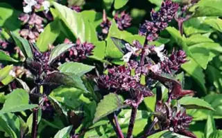 ДУШИСТЫЙ КРАСАВЧИК