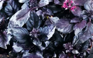 ФИОЛЕТОВЫЙ БЛЕСК