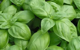 ГУРМАН МЯТНЫЙ