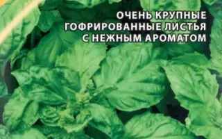 БУТЕРБРОДНЫЙ ЛИСТ