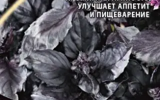 ВИТАМИНЧИК ФИОЛЕТОВЫЙ