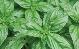 ЛИМОНЧЕЛЛО